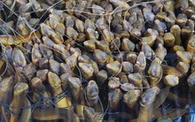 Loài cá được ví là “nhân sâm dưới nước”: Nuôi ở nơi đặc biệt, cả Trung Quốc, Nhật Bản, Mỹ đều muốn mua