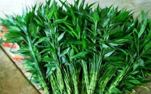 2 loại cây vừa lọc không khí, vừa hút tài lộc: Tết này nhất định phải có trong nhà