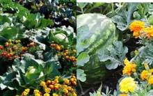 Người Trung Quốc thường trồng cây này trước cửa để ngăn rắn vào nhà: Người Việt thường mua chơi Tết