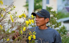 Thủ phủ mai vàng miền Trung thất thu nặng sau thiên tai kép