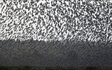 Hàng triệu con chim có hành vi lạ trên bầu trời, nhà khoa học cảnh báo: Dấu hiệu chẳng lành cho nhân loại