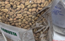 Giá cà phê hôm nay 5-11: Cà phê Việt được săn đón