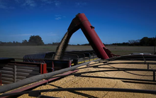 Trung Quốc tạm dừng mức thuế 24%, đậu tương của Mỹ vẫn đánh mất lợi thế vào tay một ông trùm nông sản: Là nhà cung cấp lớn nhất của Việt Nam nhiều năm qua