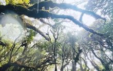 Tận thấy rừng rêu bí ẩn 'bao vây' du khách ở độ cao 2.800m