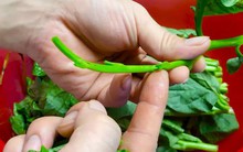 1 món rau “nhớt như dầu” nhưng người Nhật lại thích vì giúp trẻ lâu và ngừa ung thư, ở Việt Nam chợ nào cũng có