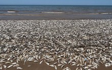 Hàng triệu con cá đang gặp hiện tượng lạ bên bờ biển, chuyên gia cảnh báo: Chuyện này có thể gây ra hậu quả khủng khiếp cho nhân loại