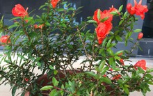 Trồng 1 trong 5 loại hoa này trước cửa, 9/10 gia đình đều “đón lộc vào nhà”