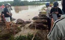 Xót xa hàng chục con trâu ở Đắk Lắk bị ngạt nước chết do bão số 13