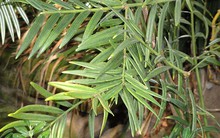 “Báu vật” hiếm có ở độ cao 1.200m: Chỉ duy nhất Việt Nam sở hữu, nằm trong Sách Đỏ