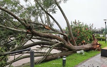 Ảnh hưởng bão số 13, cây phượng tím quý giá, đẹp nhất Đà Lạt bật gốc