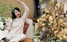 Thú trồng gừng bonsai trải dài từ MXH Trung về đến MXH Việt, ai cũng mê mẩn vì vừa làm sạch không khí vừa "hút tài lộc ầm ầm"