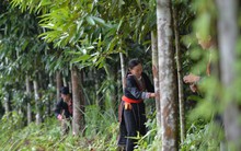 Loài cây làm giàu mệnh danh “cây hạnh phúc”, đưa Việt Nam vào nhóm Top 3 toàn cầu