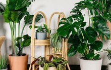 3 loại cây xanh mang “vận đỏ”, là “thỏi nam châm hút tài”: Gia chủ càng trồng càng may mắn và giàu có