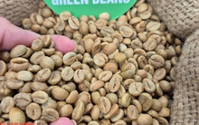 Giá cà phê hôm nay 9-11: Ai là vua xuất khẩu cà phê?