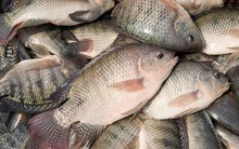 Loại cá được ví như "gà nước" do thịt trắng: Người Mỹ cực yêu thích, chợ Việt bán rẻ, sẵn quanh năm