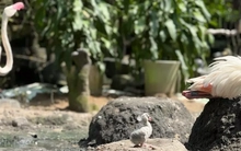 Những 'bé' thú quý hiếm chào đời ở Thảo Cầm Viên Sài Gòn