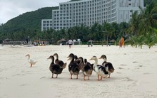 17 con vịt bị lũ cuốn trôi vào resort của ông Phạm Nhật Vượng: Vinpearl Nha Trang tổ chức thi đặt tên, thưởng 17 cặp vé