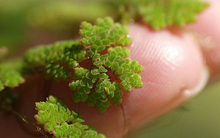 Vị giáo sư 'biến' lân thành đạm từ bèo, lai tạo hàng loạt giống lúa cứu mùa màng Việt Nam