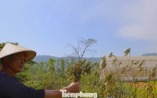 Đào chết khô sau mưa bão, nông dân thất thần lo mất vụ Tết