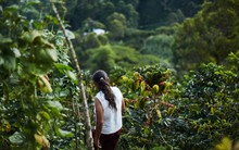 'Vàng nâu' bùng nổ tại một quốc gia chủ chốt BRICS, sản lượng tăng hơn 81% đe dọa vị trí 'ông trùm' số 1 thế giới của Việt Nam