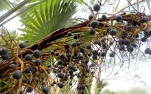 Loại quả xưa không ai thèm nhặt, giờ thành đặc sản “ăn vào nhớ mãi không quên”: Tốt như thuốc quý, bổ dưỡng đủ đường