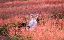 Đồi cỏ hồng như phim Hàn giữa cao nguyên Mộc Châu