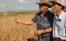 Sau Việt Nam, thêm một quốc gia muốn sản xuất gạo tại Cuba: Đặt mục tiêu canh tác 10.000 ha, cung cấp toàn bộ vật tư đầu vào, kỹ thuật