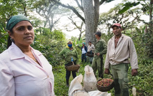 Sau cú bắt tay với gạo Việt Nam, Cuba hợp tác thúc đẩy sản xuất loại nông sản 'vàng treo trên cây' nhưng kém thành công: sản lượng đã giảm 1 nửa trong 5 năm qua