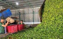 'Trái cây hạnh phúc' của Việt Nam khiến Nhật Bản, Trung Quốc tranh phần nhập khẩu, một loạt đại gia chạy đua mở rộng diện tích