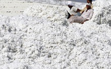 Xuất khẩu sang Trung Quốc lao dốc, Mỹ tăng mạnh đưa 'vàng trắng' vào Việt Nam, nước ta tiêu thụ đứng thứ 3 thế giới