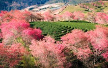 Ngắm đồi hoa mai anh đào nổi tiếng Sa Pa nở rộ mùa cuối, trước khi bị di dời