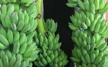 Chuối dự báo sớm gia nhập "câu lạc bộ" xuất khẩu tỷ đô