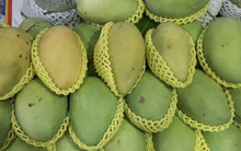 Giá nông thủy sản miền Tây: Nhà vườn không còn xoài cát Hòa Lộc để bán