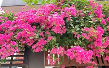 9 loại cây trồng trước nhà rất hợp: Số 5 người Việt biết tận dụng từ lâu