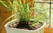 5 loại cây đuổi muỗi, ruồi, gián hiệu quả, lại dễ trồng, không tốn diện tích: Nhà nào cũng nên có ít nhất 1 cây