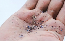 Top 2 loại củ quả ngậm đầy vi nhựa, nhiều người Việt vẫn vô tư ăn hàng ngày