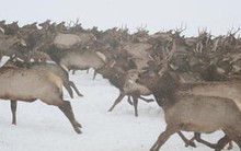 Hàng ngàn sinh vật khổng lồ tràn qua rừng lúc nửa đêm, cảnh tượng khiến mọi người sợ hãi rồi chết lặng