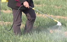 9 loại rau quen thuộc của người Việt dễ ngậm nhiều thuốc trừ sâu nhất, muốn ăn phải biết cách rửa