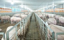 Giá heo bật tăng 36% lên 65.000 đồng/kg do cung suy giảm, “đại gia” chăn nuôi công nghệ cao hưởng lợi