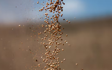 Nhận tin buồn từ Trung Quốc, Mỹ đưa gần 1 triệu tấn ‘hạt vàng’ vào Việt Nam: Nước ta tiêu thụ hàng triệu tấn mỗi năm, giá rẻ hấp dẫn