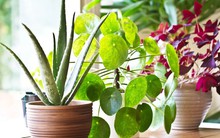 3 cặp cây không nên trồng cạnh nhau dù nhà chật đến mấy