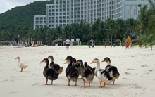 Tình hình hiện tại của đàn vịt dạt vào resort của ông Phạm Nhật Vượng: 6.000 lượt bình luận khiến Vinpearl Nha Trang phải căng não