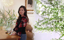 Thú chơi hoa "củi khô nở ra tuyết trắng": Giá bình dân nhưng khí chất sang chảnh, cắm một bình chơi cả tháng Giêng