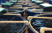 Không phải đất hiếm, Mỹ, Trung Quốc đang đua nhau săn lùng một ‘mỏ vàng’ của Việt Nam: Nước ta sở hữu công nghệ dẫn đầu thế giới, thu về hơn 4,3 tỷ USD