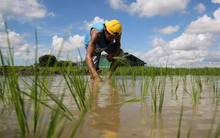 Việt Nam, Thái Lan chú ý: Philippines có động thái mới với nhập khẩu gạo từ 1/1/2026