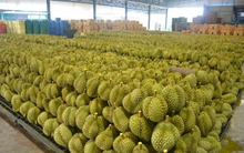 Không phải Thái Lan hay Việt Nam, một quốc gia Đông Nam Á đón tin buồn với sầu riêng: Xuất khẩu giảm 7 lần do thời tiết, thị phần tại Trung Quốc dưới 1%