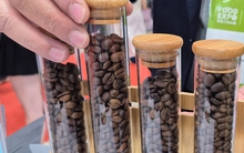 Giá cà phê hôm nay 2-12: Giảm mạnh, hàng trăm nhà mua hàng quốc tế đang quy tụ tại TP HCM