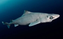 Sinh vật sót lại từ thời tiền sử đang bị đe dọa