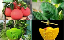 Những loại quả độc lạ chưa Tết đã hút khách