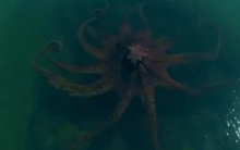 Bất ngờ phát hiện "quái vật biển khổng lồ" ngoài khơi gây rùng mình: Báo Mỹ vào cuộc tìm sự thật phía sau